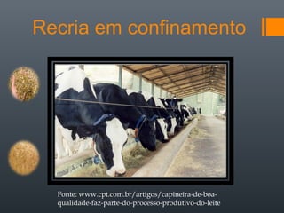 Recria em confinamento
Fonte: www.cpt.com.br/artigos/capineira-de-boa-
qualidade-faz-parte-do-processo-produtivo-do-leite
 