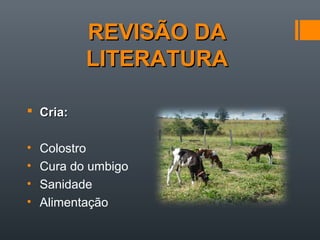 REVISÃO DAREVISÃO DA
LITERATURALITERATURA
 Cria:Cria:
• Colostro
• Cura do umbigo
• Sanidade
• Alimentação
 