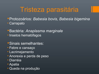 Tristeza parasitária
Protozoários: Babesia bovis, Babesia bigemina
• Carrapato
Bactéria: Anaplasma marginale
• Insetos hematófagos
Sinais semelhantes:
• Febre e cansaço
• Lacrimejamento
• Anorexia e perda de peso
• Diarréia
• Apatia
• Queda na produção
 