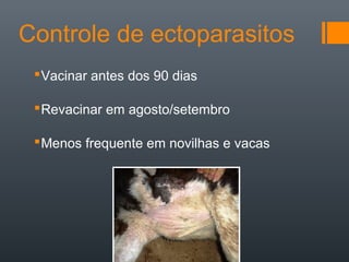 Controle de ectoparasitos
Vacinar antes dos 90 dias
Revacinar em agosto/setembro
Menos frequente em novilhas e vacas
 