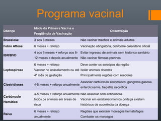 Programa vacinal
Doença
Idade da Primeira Vacina e
Freqüência de Vacinação
Observação
Brucelose 3 aos 6 meses Não vacinar machos e animais adultos
Febre Aftosa 6 meses + reforço Vacinação obrigatória, conforme calendário oficial
IBR/BVD
4 aos 6 meses + reforço aos 8-
12 meses e depois anualmente
Evitar ingresso de animais sem histórico sanitário
Não vacinar fêmeas prenhes
Leptospirose
6 meses + reforço
Vacinar no acasalamento ou até
4º mês de gestação
Deve conter os sorotipos da região
Isolar animais doentes
Principalmente regiões com roedores
Clostridioses 4-5 meses + reforço anualmente
Associar carbúnculo sintomático, gangrena gasosa,
enterotoxemia, hepatite necrótica
Carbúnculo
Hemático
4-5 meses + reforço anualmente
todos os animais em áreas de
risco
Não associar com antibióticos
Vacinar em estabelecimentos onde já existam
históricos de ocorrência da doença
Raiva
6 meses + reforço
anualmente
Regiões que existam morcegos hematófagos
Combater os morcegos
 