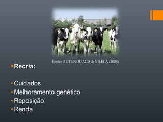Recria:Recria:
• Cuidados
• Melhoramento genético
• Reposição
• Renda
Fonte: AUTUNDUAGA & VILELA (2006)
 