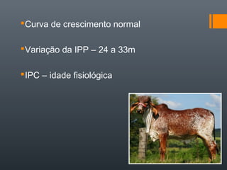 Curva de crescimento normal
Variação da IPP – 24 a 33m
IPC – idade fisiológica
 