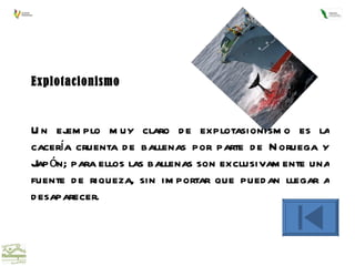 Explotacionismo  Un ejemplo muy claro de explotasionismo es la cacería cruenta de ballenas por parte de Noruega y Japón; para ellos las ballenas son exclusivamente una fuente de riqueza, sin importar que puedan llegar a desaparecer. 