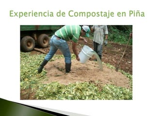 Manejo de residuos orgánicos en piña | PPTX