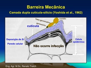 cutícula
Célula
epidérmica
Barreira Mecânica
Camada dupla cutícula-silício (Yoshida et al., 1962)
Não ocorre infecção
conídio
Parede celular
Deposição de Si
Eng. Agr. M.Sc. Renato Tratch
 