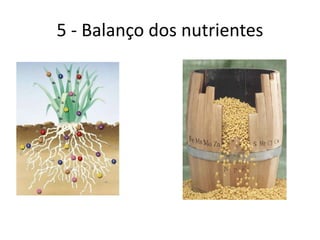 5 - Balanço dos nutrientes
 
