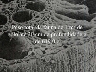 Peso total da fauna de 1 m2 de
solo até 30 cm de profundidade é
de 619,0 g
 