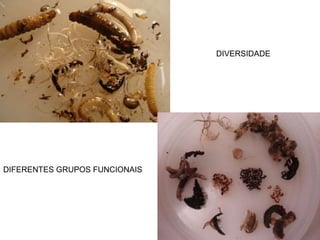 DIVERSIDADE
DIFERENTES GRUPOS FUNCIONAIS
 