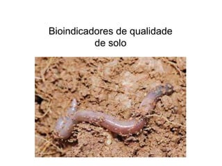 Bioindicadores de qualidade
de solo
 