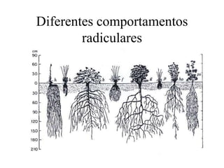 Diferentes comportamentos
radiculares
 