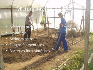 Microrganismos eficientes
• Bactérias produtoras do ácido láctico:
• Leveduras
• Actinomicetos
• Fungos filamentosos
• Bactérias fotossintéticas
 