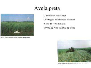 Aveia preta
-2 a 6 t/há de massa seca
-3080 kg de matéria seca radicular
-Ciclo de 140 a 190 dias
-100 kg de N/há ou 20 sc de uréia;
 