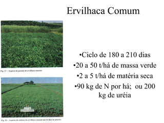 Ervilhaca Comum
•Ciclo de 180 a 210 dias
•20 a 50 t/há de massa verde
•2 a 5 t/há de matéria seca
•90 kg de N por há; ou 200
kg de uréia
 