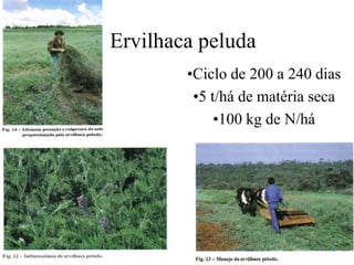 Ervilhaca peluda
•Ciclo de 200 a 240 dias
•5 t/há de matéria seca
•100 kg de N/há
 