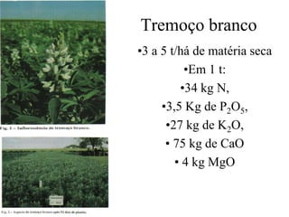 Tremoço branco
•3 a 5 t/há de matéria seca
•Em 1 t:
•34 kg N,
•3,5 Kg de P2O5,
•27 kg de K2O,
• 75 kg de CaO
• 4 kg MgO
 
