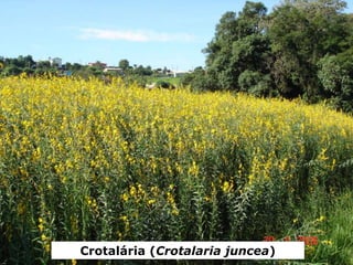 Crotalária (Crotalaria juncea)
 