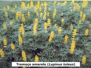 Tremoço amarelo (Lupinus luteus)
 