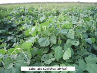 Labe-labe (Dolichos lab-lab)
 