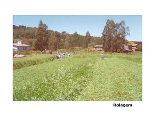 Rolagem
 
