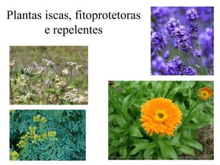 Plantas iscas, fitoprotetoras
e repelentes
 