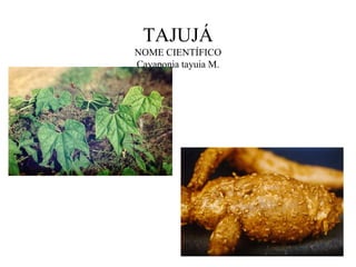 TAJUJÁ
NOME CIENTÍFICO
Cayaponia tayuia M.
 