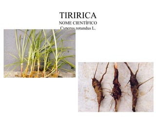TIRIRICA
NOME CIENTÍFICO
Cyperus rotundus L.
 