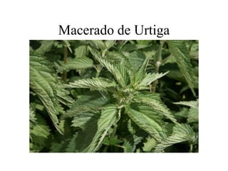 Macerado de Urtiga
 