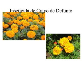 Inseticida de Cravo de Defunto
 