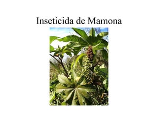 Inseticida de Mamona
 