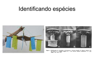Identificando espécies
 