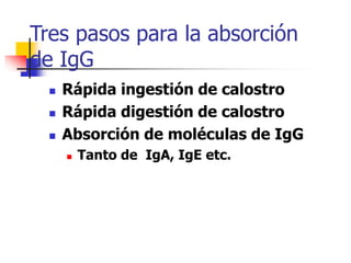 Tres pasos para la absorción
de IgG
 Rápida ingestión de calostro
 Rápida digestión de calostro
 Absorción de moléculas de IgG
 Tanto de IgA, IgE etc.
 