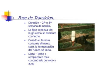 2. Fase de Transicion.
 Duración – 2da o 3ra
semana de nacido.
 La fase continua tan
largo como se alimente
con leche.
 Cuando el ternero
consume alimento
seco, la fermentación
del rumen se inicia.
 Dieta – leche o
remplazante mas
concentrado de inicio y
agua
 