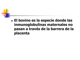  El bovino es la especie donde las
inmunoglobulinas maternales no
pasan a través de la barrera de la
placenta
 