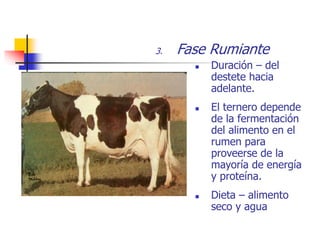 3. Fase Rumiante
 Duración – del
destete hacia
adelante.
 El ternero depende
de la fermentación
del alimento en el
rumen para
proveerse de la
mayoría de energía
y proteína.
 Dieta – alimento
seco y agua
 