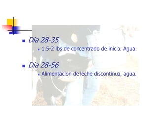  Dia 28-35
 1.5-2 lbs de concentrado de inicio. Agua.
 Dia 28-56
 Alimentacion de leche discontinua, agua.
 