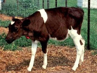 Manejo de Terneras en zonas templadas.ppt