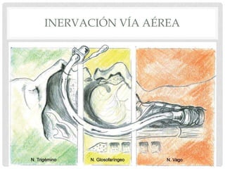 INERVACIÓN VÍA AÉREA
• INERVACIÓN:
 