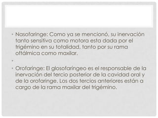 • Nasofaringe: Como ya se mencionó, su inervación
tanto sensitiva como motora esta dada por el
trigémino en su totalidad, tanto por su rama
oftálmica como maxilar.
•
• Orofaringe: El glosofaríngeo es el responsable de la
inervación del tercio posterior de la cavidad oral y
de la orofaringe. Los dos tercios anteriores están a
cargo de la rama maxilar del trigémino.
 