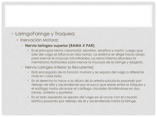• LaringoFaringe y Traquea:
• Inervación Motora:
• Nervio laríngeo superior (RAMA X PAR)
• Es el principal nervio vasomotor, secretor, sensitivo y motor. Luego que
sale del vago se bifurca en dos ramas. La externa se dirige hacia abajo
para inervar el músculo cricotiroideo. La rama interna atraviesa la
membrana tirohioidea para inervar la mucosa de la laringe y epiglotis.
• Nervio Laríngeo Inferior (o Recurrente)
• Está encargado de la función motora y se separa del vago a diferente
nivel en cada lado.
• En el derecho lo hace a la altura de la arteria subclavia pasando por
debajo de ella y ascendiendo por el surco que existe entre la tráquea y
el esófago hasta alcanzar el cartílago cricoides dividiéndose en dos
ramas: anterior y posterior.
• En el lado izquierdo se separa del vago en el cruce con el cayado
aórtico pasando por debajo de él y ascendiendo hasta la laringe.
 