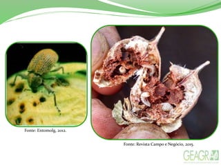 Fonte: Entomolg, 2012.
Fonte: Revista Campo e Negócio, 2015.
 