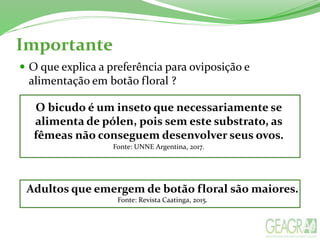 Importante
 O que explica a preferência para oviposição e
alimentação em botão floral ?
O bicudo é um inseto que necessariamente se
alimenta de pólen, pois sem este substrato, as
fêmeas não conseguem desenvolver seus ovos.
Fonte: UNNE Argentina, 2017.
Adultos que emergem de botão floral são maiores.
Fonte: Revista Caatinga, 2015.
 