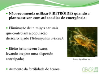  Não recomenda utilizar PIRETRÓIDES quando a
planta estiver com até 100 dias de emergência;
 Eliminação de inimigos naturais
que controlam a população
de ácaro rajado (Tetranychus urticae);
 Efeito irritante em ácaros
levando-os para uma dispersão
antecipada;
 Aumento da fertilidade de ácaros.
Fonte: Agro Link, 2017.
 