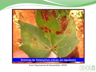 Fonte: Departamento de fitossanidade, UNESP.
 