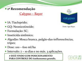 1ª Recomendação
Calypso – Bayer
 IA: Tiacloprido;
 GQ: Neonicotinoide;
 Formulação: SC;
 Inseticida sistêmico;
 Algodão: Mosca branca, pulgão-das-inflorescências,
tripes;
 Dose: 100 – 600 ml/ha
 Intervalo: 7 – 10 dias e no máx. 3 aplicações.
Fonte: Agro Bayer.
# ESTÁ VINDO COM POSICIONAMENTO
PARA CONTROLE DO Anthonomus grandis.
 