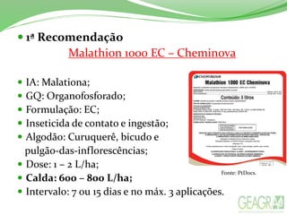  1ª Recomendação
Malathion 1000 EC – Cheminova
 IA: Malationa;
 GQ: Organofosforado;
 Formulação: EC;
 Inseticida de contato e ingestão;
 Algodão: Curuquerê, bicudo e
pulgão-das-inflorescências;
 Dose: 1 – 2 L/ha;
 Calda: 600 – 800 L/ha;
 Intervalo: 7 ou 15 dias e no máx. 3 aplicações.
Fonte: PtDocs.
 