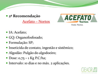  2ª Recomendação
Acefato – Nortox
 IA: Acefato;
 GQ: Organofosforado;
 Formulação: SP;
 Inseticida de contato, ingestão e sistêmico;
 Algodão: Pulgão do algodoeiro;
 Dose: 0,75 – 1 Kg P.C/ha;
 Intervalo: 10 dias e no máx. 2 aplicações.
Fonte: Nortox.
 