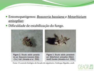  Entomopatógenos: Beauveria bassiana e Metarhizium
anisopliae;
 Dificuldade de estabilização do fungo.
Fonte: O controle biológico do bicudo-do-algodoeiro, Embrapa Algodão, 2008.
 
