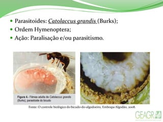  Parasitoides: Catolaccus grandis (Burks);
 Ordem Hymenoptera;
 Ação: Paralisação e/ou parasitismo.
Fonte: O controle biológico do bicudo-do-algodoeiro, Embrapa Algodão, 2008.
 