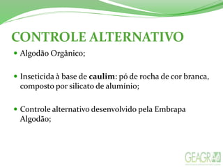 CONTROLE ALTERNATIVO
 Algodão Orgânico;
 Inseticida à base de caulim: pó de rocha de cor branca,
composto por silicato de alumínio;
 Controle alternativo desenvolvido pela Embrapa
Algodão;
 